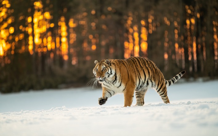 тигр снег хищник