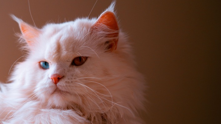 кот белы мордочка глаза пушистый