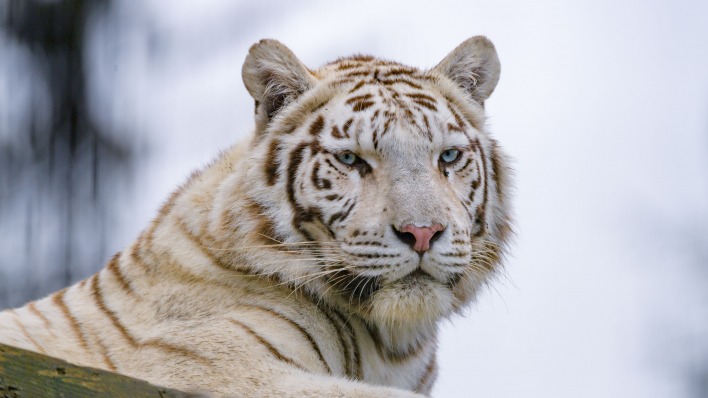 тигр белый морда хищник