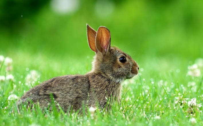 кролик трава зелень