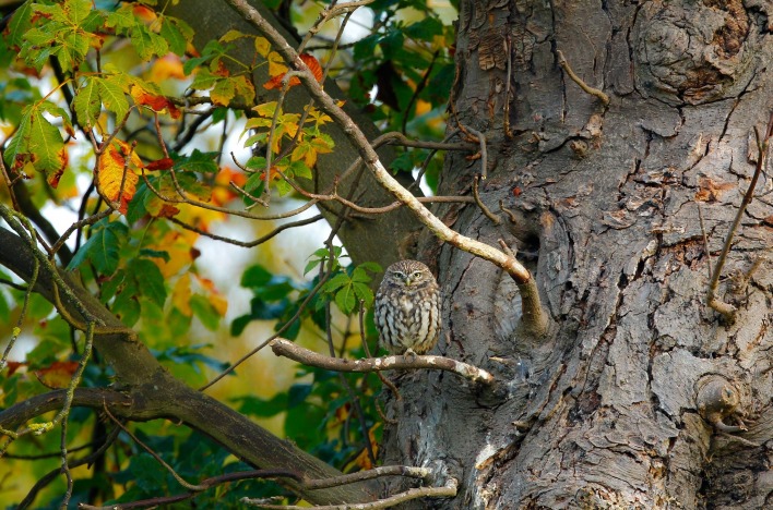 животные сова ветка дерево