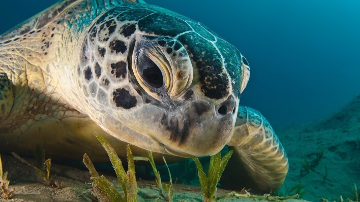 черепаха макро под водой