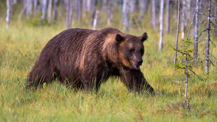 медведь бурый лес болото трава