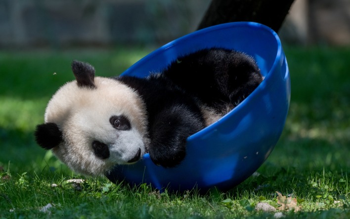 панда миска малыш