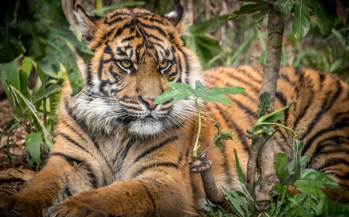 тигр хищник лежит