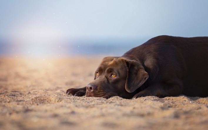 собака задумчивый взгляд пес на песке