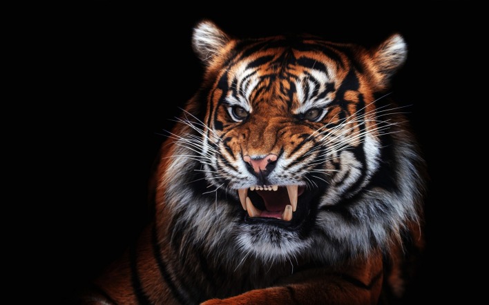 тигр оскал черный фон хищник
