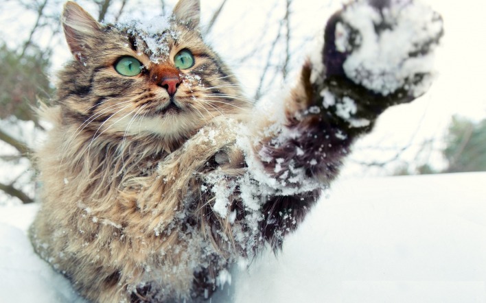 кот снег лапа