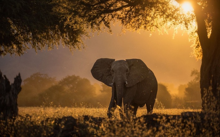 слон дерево на закате