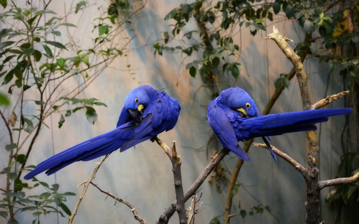 попугаи ветка фиолетовый