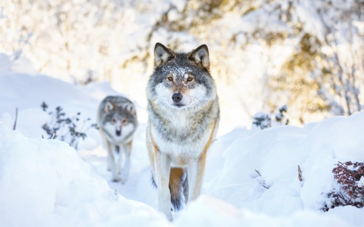 волки снег зима хищники