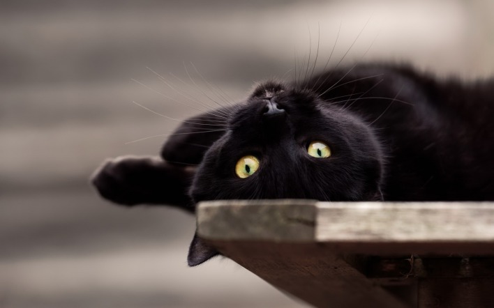 кошка черная игривый взгляд