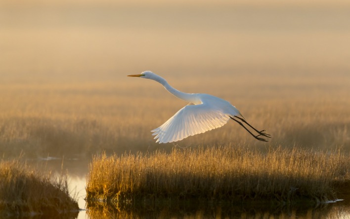 цапля белая болото полет взмах крылья