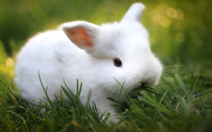 кролик белый трава крупный план