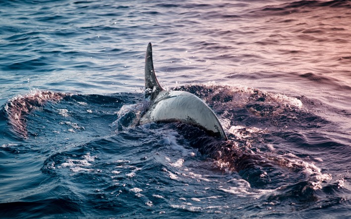 дельфин в воде море