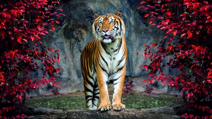 тигр джунгли листья