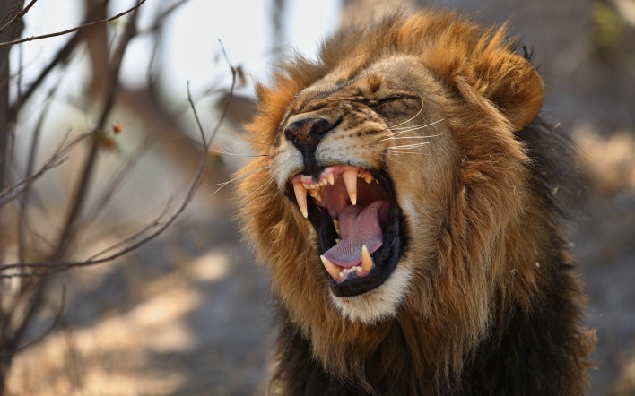 лев пасть хищник