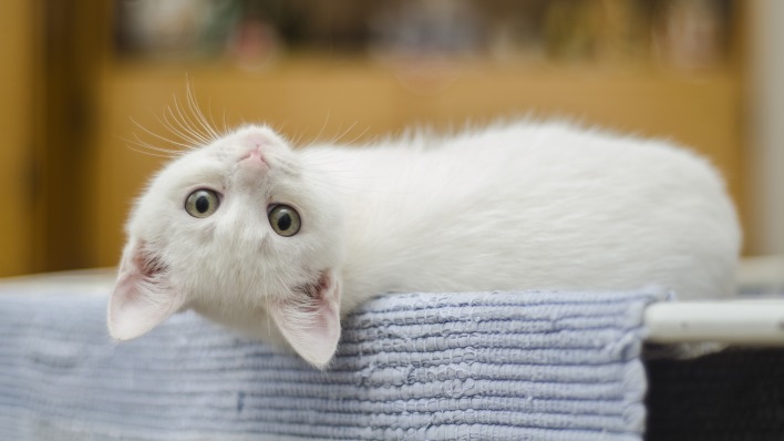 котенок белый котенок смотрит