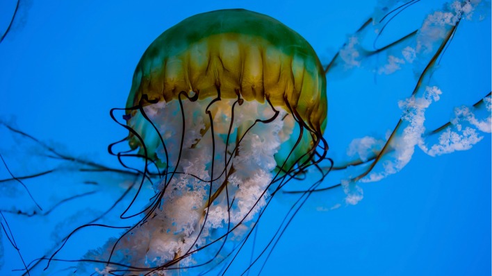 медуза макро