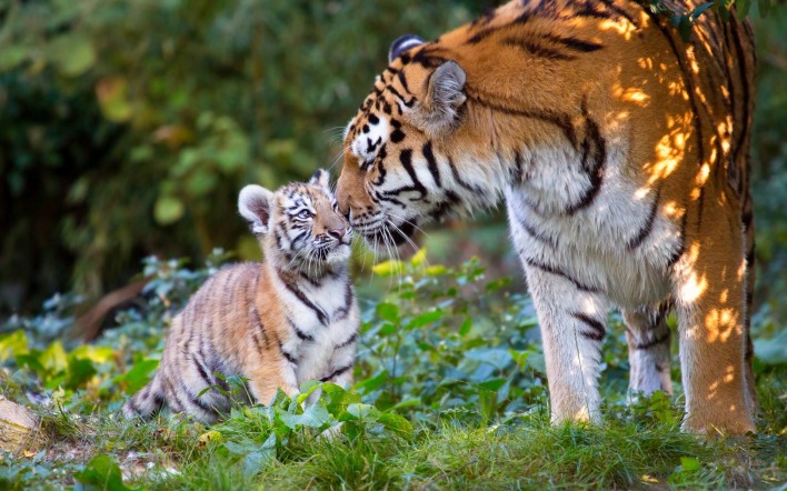 тигр тигренок хищник