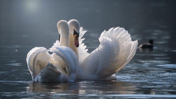 лебеди на озере пара