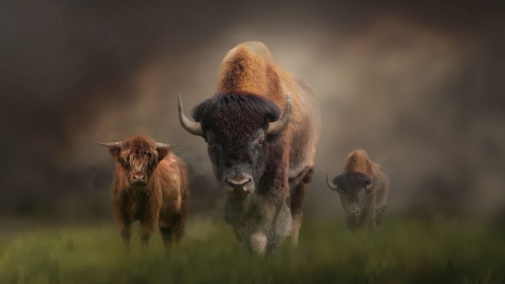 зубры буйвол бизон
