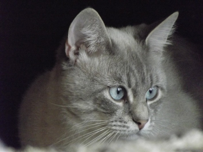 кот серый кот глаза