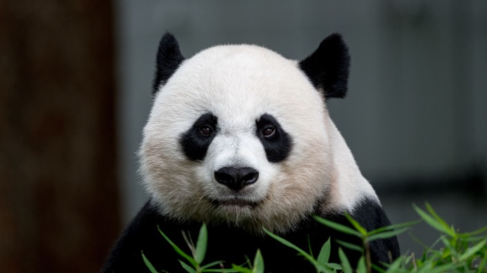 панда медведь морда взгляд