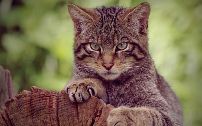 кот лесной дикий