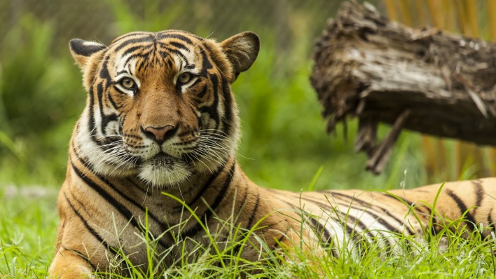 тигр на траве взгляд
