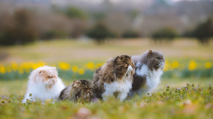 персидский кот коты на лужайке