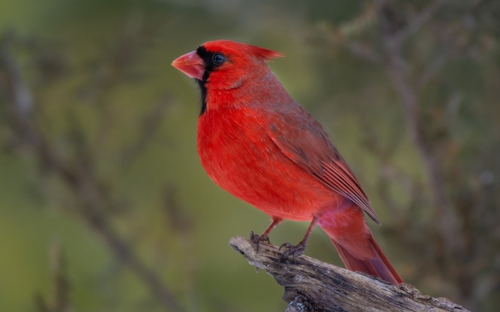 птичка красная кардинал