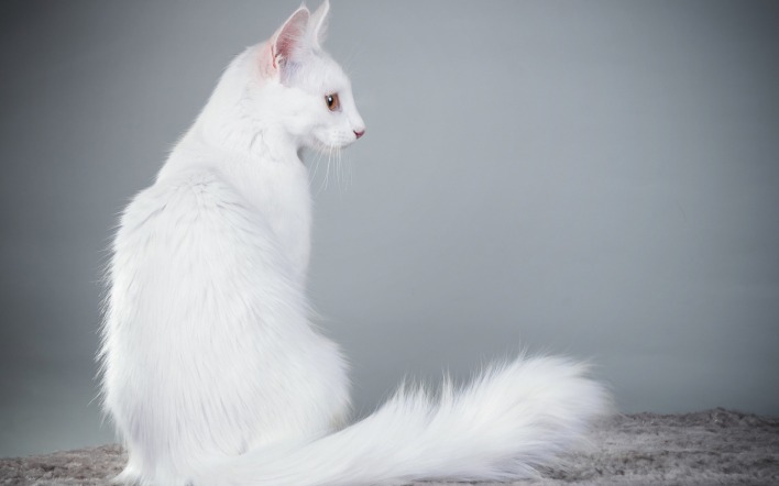 кот белый