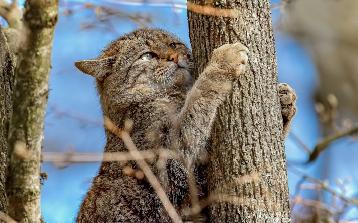 кошка на дереве лапки ствол