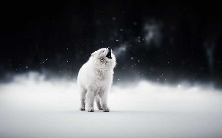 волк снег зима шерсть пушистый