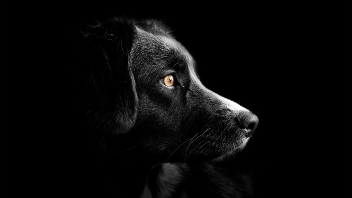собака в профиль взгляд черный фон
