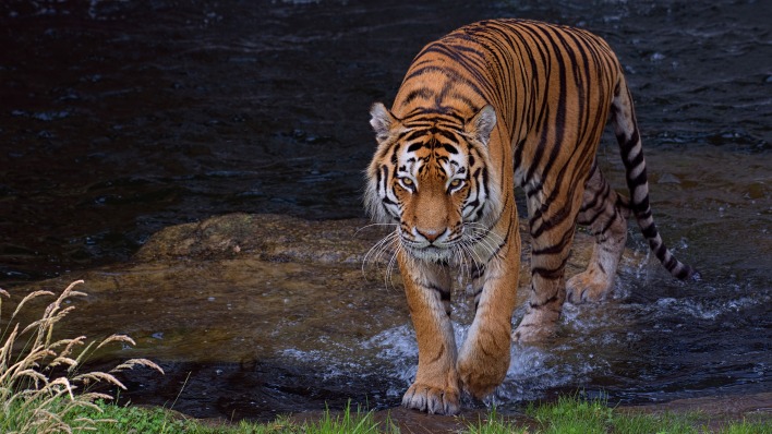 тигр хищник в воде