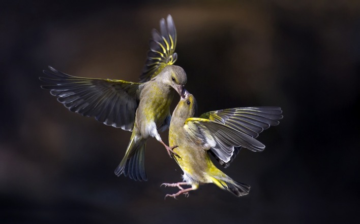 птицы зеленушка сойка