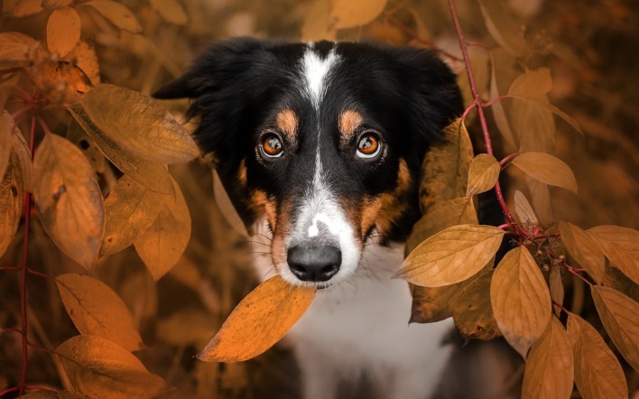 собака листья куст мордочка
