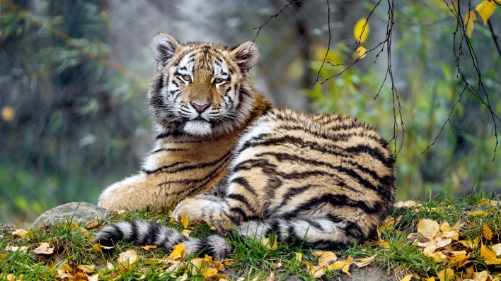тигр лес лежит листья