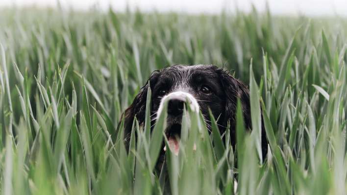 собака трава в траве