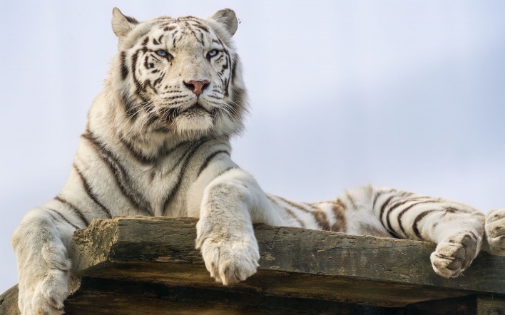 белый тигр тигр смотрит