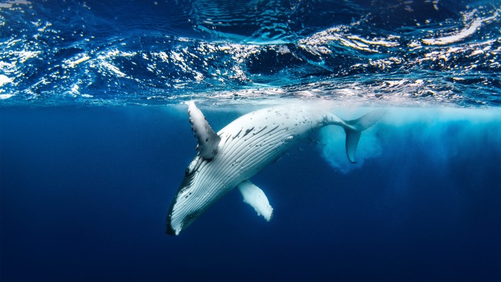 кит океан волны