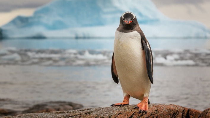 пингвин на камне ледник