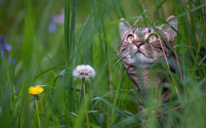 кошка в траве одуванчики