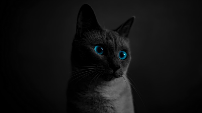 кот голубые глаза черный фон