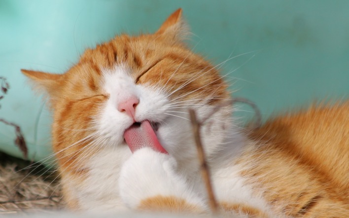 кошка рыжий кот язык