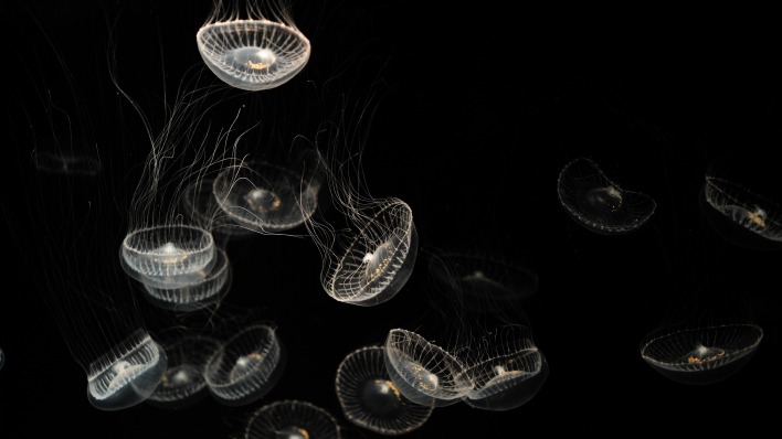 медузы темнота черный фон
