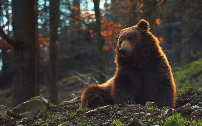 медведь бурый медведь в лесу