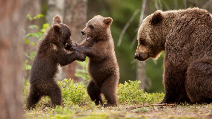 медведи медвежата в лесу